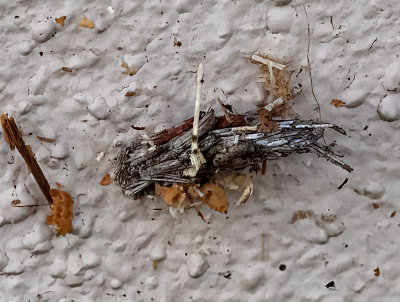 Bagworm case  -made from misc. junk-