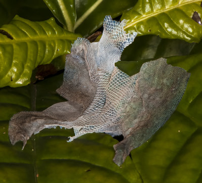 Delicate snake skin -shedding-