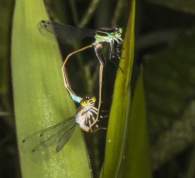 Blue-Green Damselflies mating