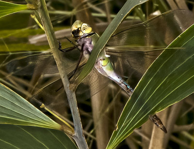 Large Dragonfly with big eye's