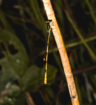 Citrine Forktail ..smallest Damselfly in US..
