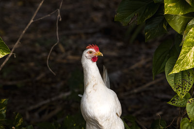 Chicken in the woods