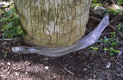 large snake skin