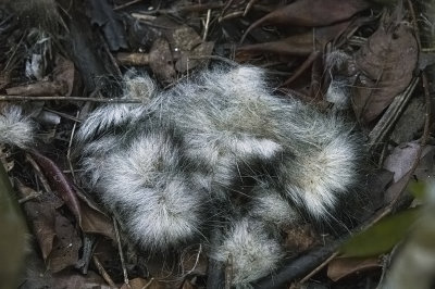 Opossum fur