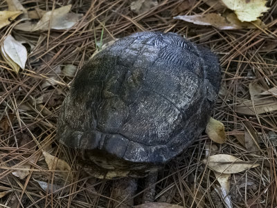 Gopher Tortoise shell  -empty-