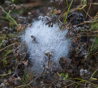 ..heavy morning dew on a cobweb..