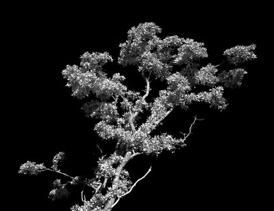 ...Tree...B&W