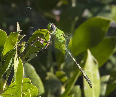 Giant Darner Dragonfly