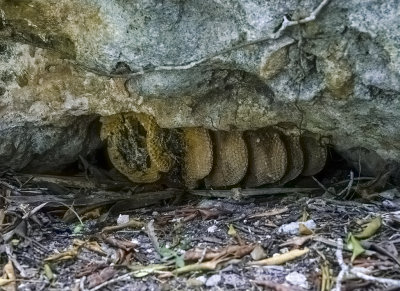 Large wild Bee hive in a cave -abandoned-