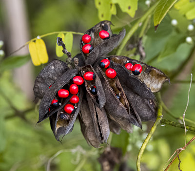 Rosary Pea pods