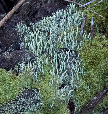 Tube Lichen -Cladonia Fimbriata-  on moss