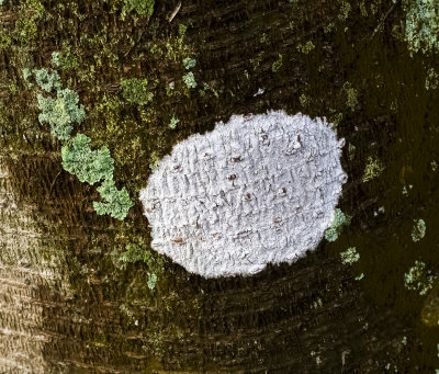 White Crustose Lichen
