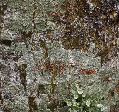 Small Red Ascocarps on a Crustose Lichen