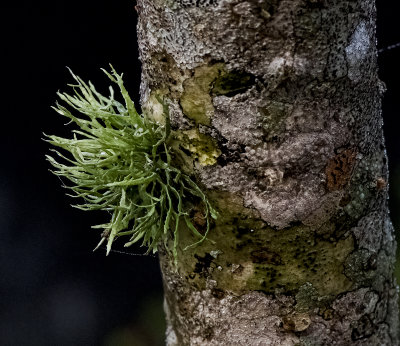 Small Tubular Fruticose Lichen