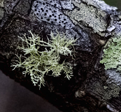 Small Fruticose Lichen