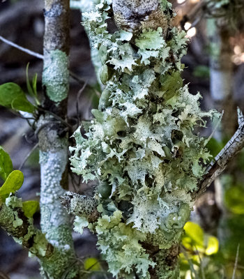 Leafy Foliose Lichen