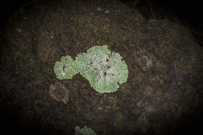 Green Foliose on a rock