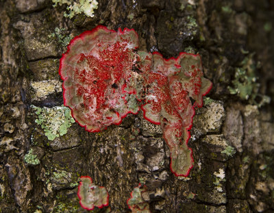 Cryptothecia rubrocincta  -Christmas Lichen-