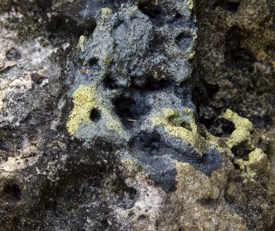 Yellow Corallinales on porous rock