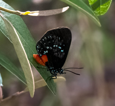 Eumaeus Atala Poey butterfly