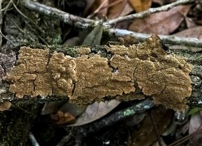Brown Foliose Lichen