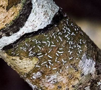 Scrip Lichen with elongated Apothecia and Lirellae slits