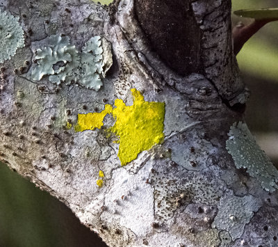 Yellow Caloplaca Lichen with barrier lines