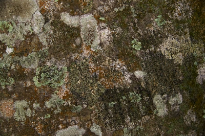 Assortment of several crustose Lichen on a tree