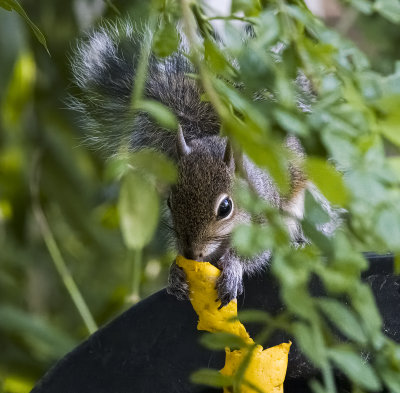 Squirrel eating something