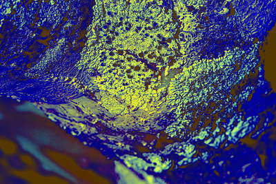 Infrared Crustose Apothecia