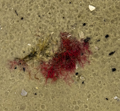 Red Marine Macroalgae  (seaweed)