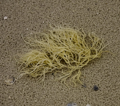 Marine Macroalgae (seaweed)