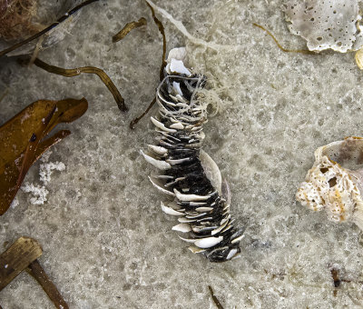 odd shell collection