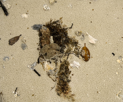 Beach Debris