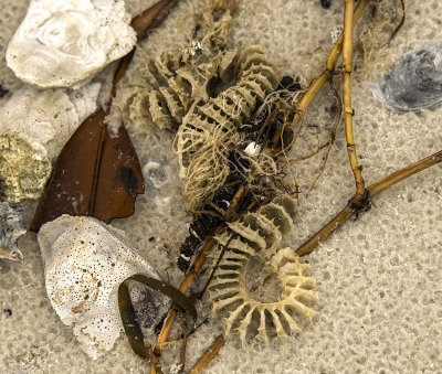 Whelk egg case
