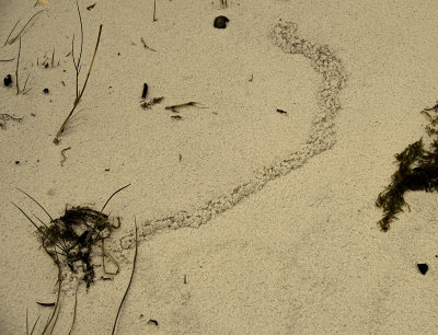 ...sand burrow...