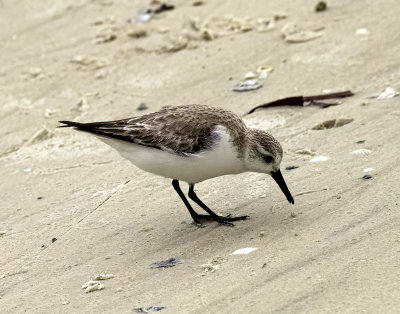 Beach Sandpiper