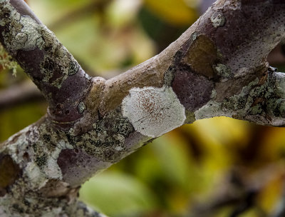 Crustose Lichen on a limb