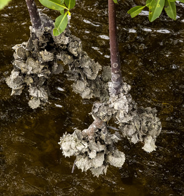 Hanging Barnacles on a limb at low tide