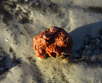 Red  blob at low tide