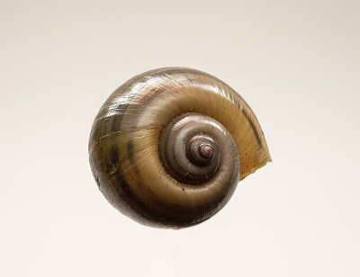 Channeled Apple snail