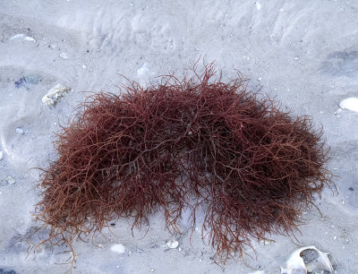 Red Seaweed at the beach
