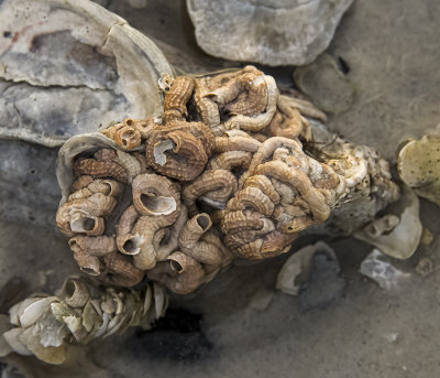 Scaly Tube Snails -Trylacodes Squamigerus-