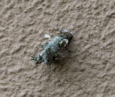 Bag Worm moth  made with Foliose Lichen