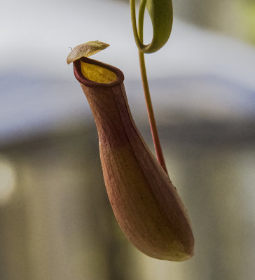 Pitcher plant  _Nepenthes alata_