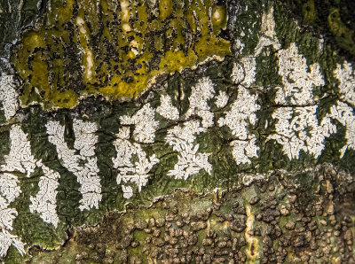 green Thallus Script Lichen with lirellae slits (spores)