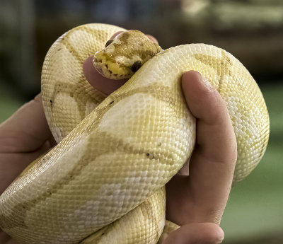 Ball Python _P. regius_