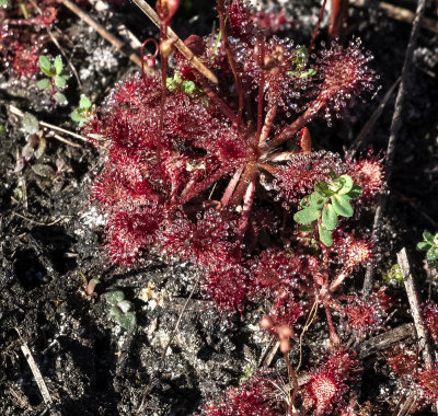 Sundew plant _Carnivorous plant_
