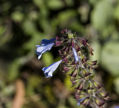 Lyreleaf Sage