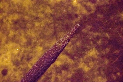Spotted Gar fish -Lepisosteus oculatus-
